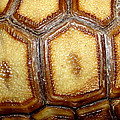 Texture Tortoise Shell