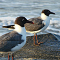 Seagulls